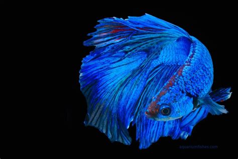400 Betta Fish Names Pick The Best Name For Your Pet Fish Aquarium