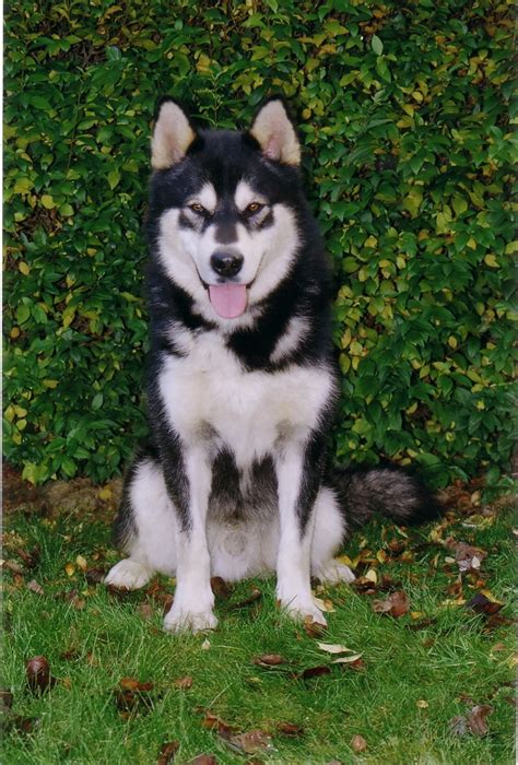 Alaskan Malamute Puppy Picture Puppy Pictures And Information