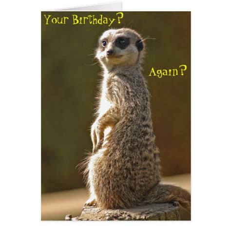 Meerkat Birthday Card Zazzle