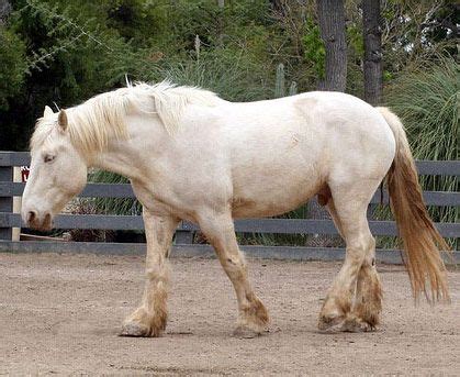 horse breeds american cream draft common horse breeds american cream draft horse horses