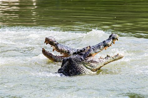 Crocodiles Are Fighting In The Water Stock Photo Download Image Now