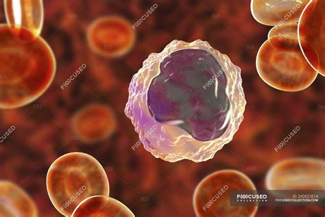 Monocyte White Blood Cell In Blood Smear Digital Illustration