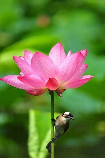 Lotusbirdflower Pássaros Natureza Flores