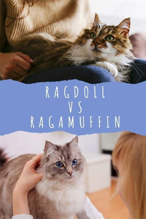 Ragdoll Vs Ragamuffin Which Is The Right Cat For You