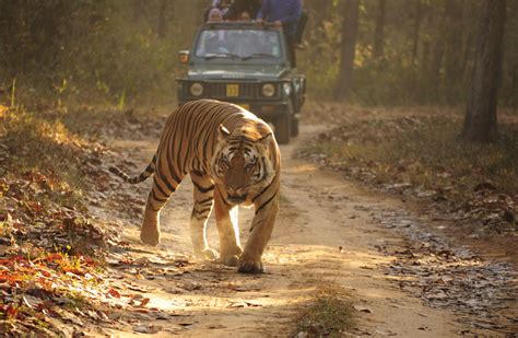 Fileroyal Bengal Tiger Kanha Wikimedia Commons