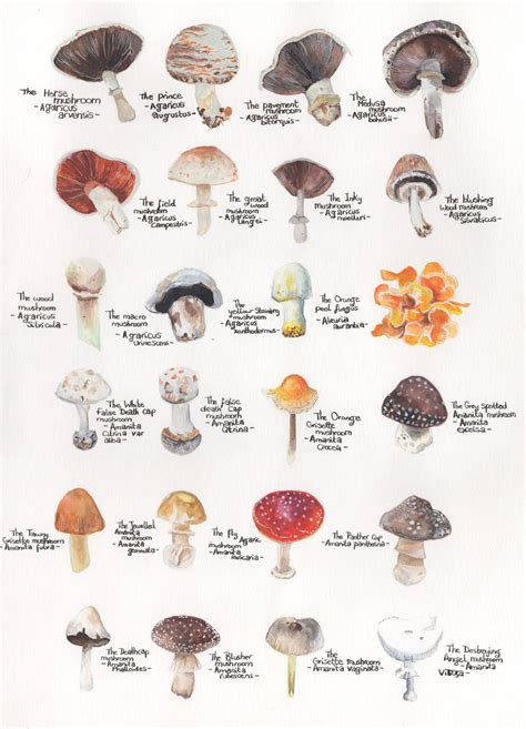 A3 Mushroom Identification Guide Limited Edition Print Etsy