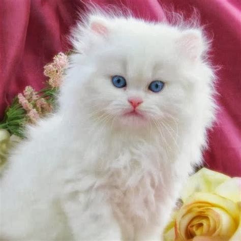 Check out our fluffy white kitten selection for the very best in unique or custom, handmade pieces from our shops. RonjasBarn - YouTube