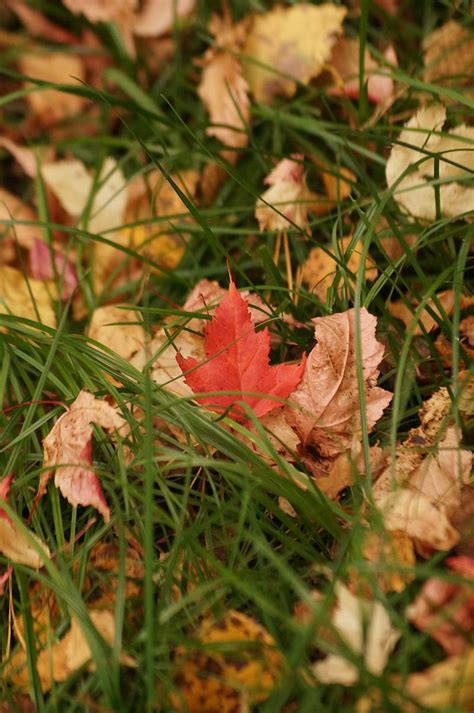 Leaves Grass Autumn Dry Hd Phone Wallpaper Peakpx