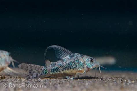 Long Fin Corydoras Paleatus Corydoras Paleatus Dans Fish