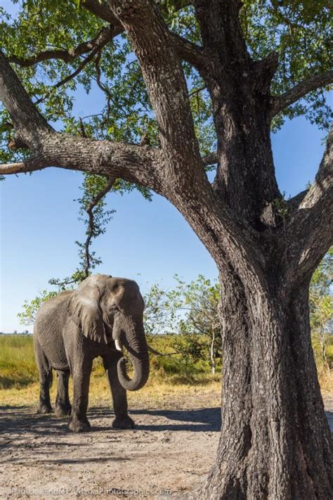 The jackalberry tree can grow very tall, up to 80 feet, with a trunk circumference of 16 feet. Elephant under Jackalberry tree - AlaskaPhotoGraphics