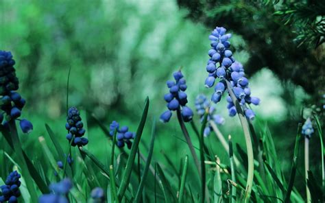 2560x1600 nature flowers muscari blue flowers wallpaper coolwallpapers me