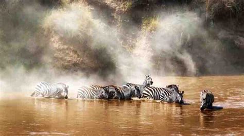 The Great Migration In Tanzania Tanzania Horizon Safaris