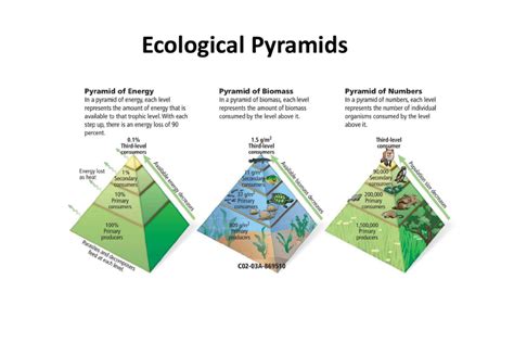 Pengertian Piramida Ekologi Beserta Jenis Jenisnya Lengkap Satu Jam