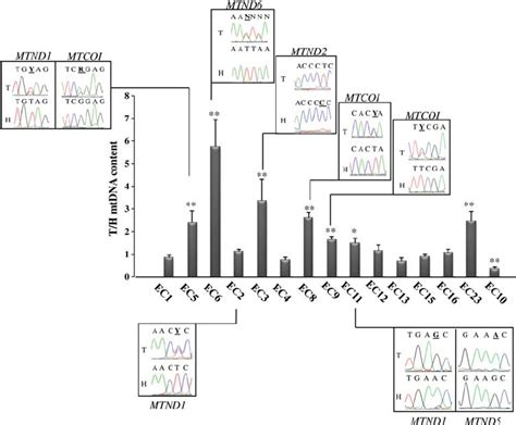 Occurrence Of MtDNA Mutations Correlates With MtDNA Copy Number