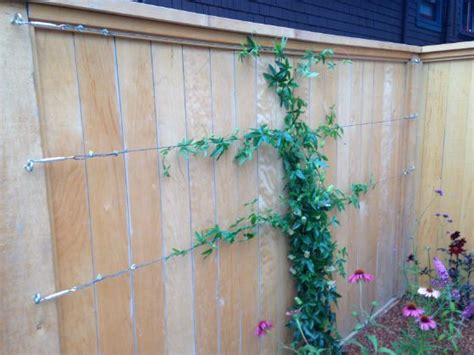 Easy Way To Train Twining Vine Plants On Walls Fences And Flat