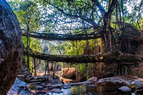 A Trek To The Double Decker Root Bridge Of Cherrapunjee Saevus