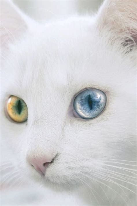 Wow Just Wow This Cat Has Heterochromic Iridum A Genetic Trait