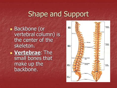 2 large, 2 medium, and 2. How Many Bones Make Up The Back Bone / What Is A Bone Bone Is A Living Organ Made Of Bone Cells ...