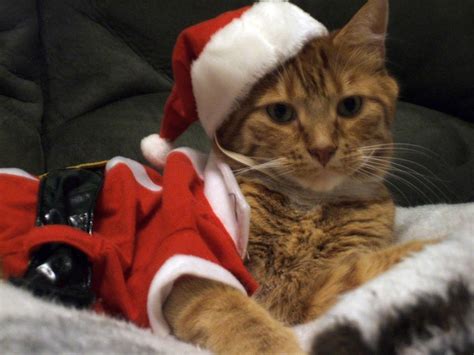 284 Best Merry Christmas Cats Images On Pinterest