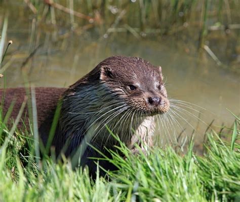 Brown Otter Near Green Grass · Free Stock Photo