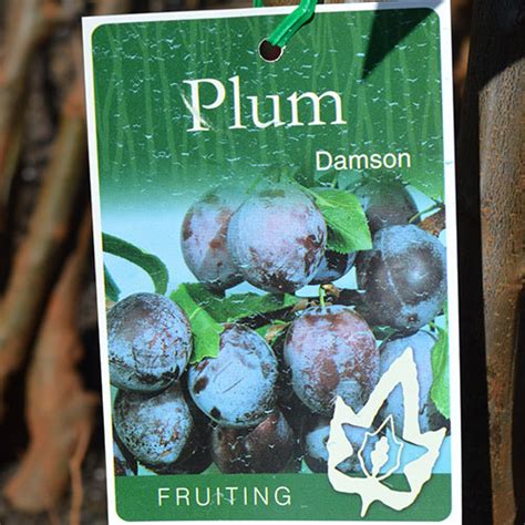 And make a right into front street right after the scuba shop, as if you were. Fruit Tree Nursery Melbourne | Fruit Trees for Sale | Buy ...