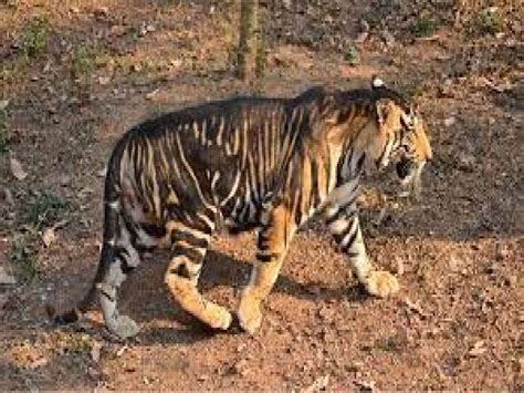 A Video Of A Rare Black Tiger In Odishas Simlipal National Park Is