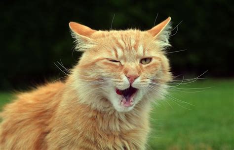 1000 Images About Winking Cats On Pinterest Cats Emoticon