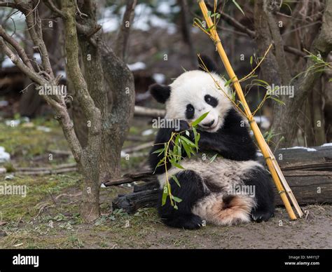 A Young Giant Panda Ailuropoda Melanoleuca Sitting And Eating Bamboo
