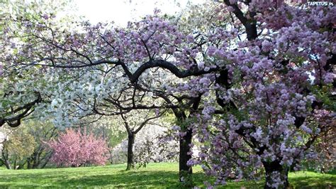 Łąka Kwitnące Drzewa Wiosna