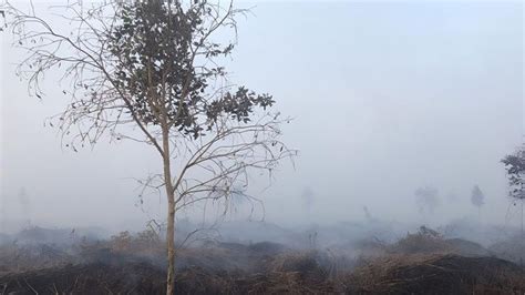 Perkara Pembakaran Hutan Dan Lahan Di Jambi Klhk Apresiasi Putusan Ma