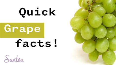 Grape Facts 1 Minute Or Less Youtube