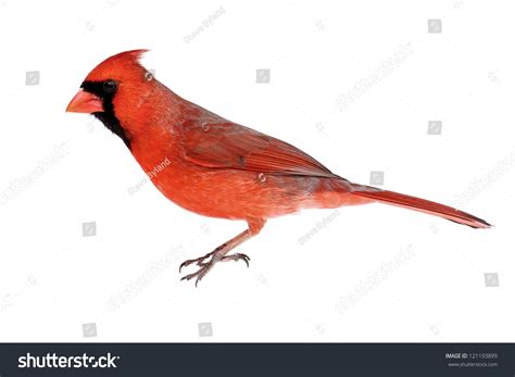 Male Northern Cardinal Cardinalis Isolated On Stock Photo 121193899