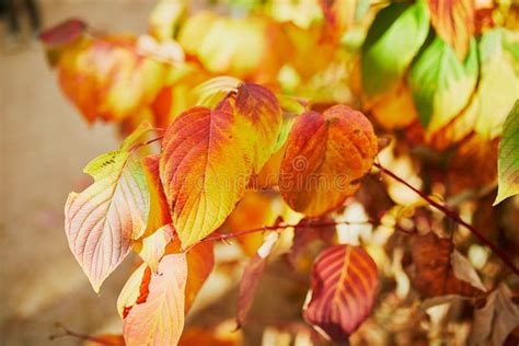 Closeup Of Colorful Bright Autumn Leaves Stock Photo Image Of Fall