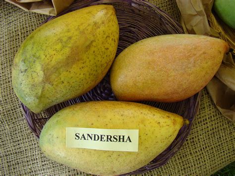 Mango, aka mango og, is an indica cannabis strain. Totapuri (mango) - Wikipedia