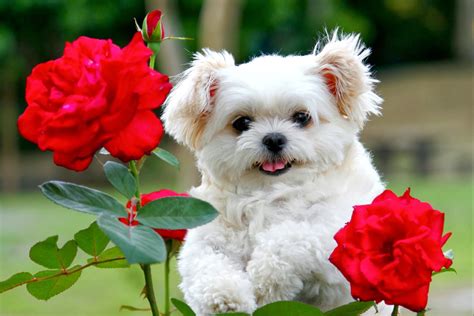 Beautiful Cute Puppies Wallpapers ~ Free Hd Desktop Wallpapers Download