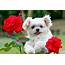 Beautiful Cute Puppies Wallpapers  Free HD Desktop Download