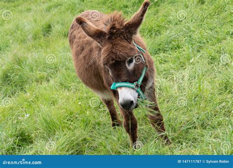 Cute Donkey On Green Grass Spring Field Stock Image Image Of Martin