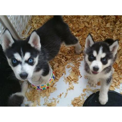 They are now 8 weeks old and have their first shots, vet check and have been dewormed. Litter of Husky puppies ready for their homes in Sebring ...