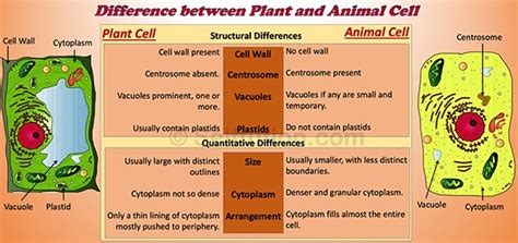 Structure of a typical plant cell (click to enlarge). Difference between Plant and Animal Cell » Selftution