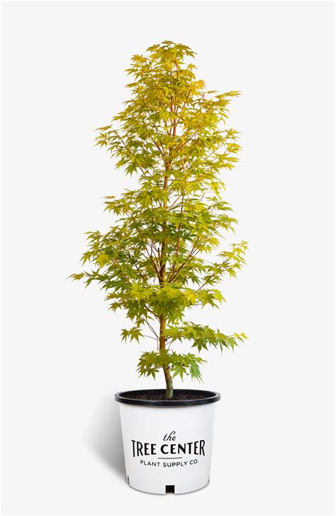 Coral Bark Japanese Maple For Sale Online The Tree Center