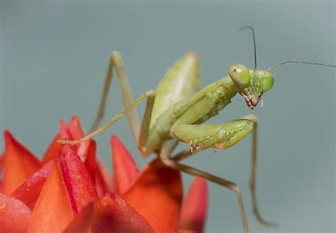 Praying Mantis Facts Animals Of The World