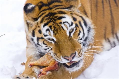 Siberian Tiger Eats Stock Photo Image Of Meat Tigris 29110972