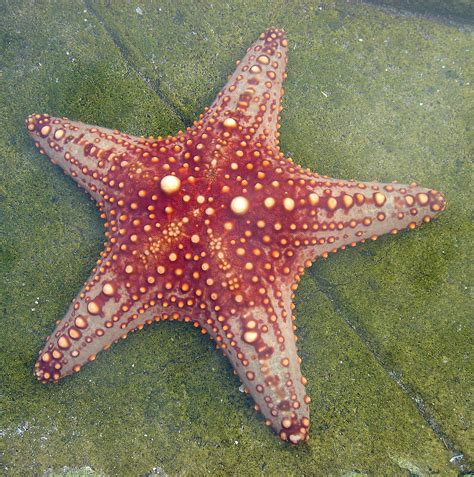 Huge Starfish A Huge Starfish At Seaworld Gold Coast Zor Flickr