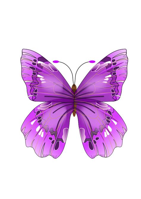 Butterfly Free Vector 4vector