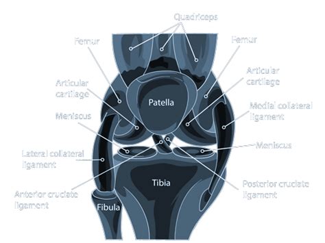 Knee Services Leslie B Vidal Md Shoulder Knee And Hip Specialist