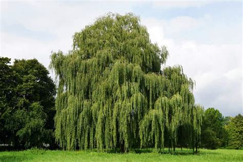12 Different Types Of Willow Trees