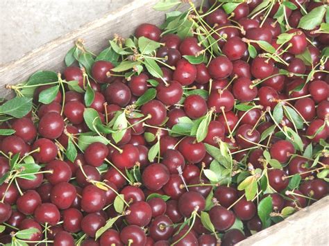 Health Benefits Of Tart Cherries Considered Opinions Blog
