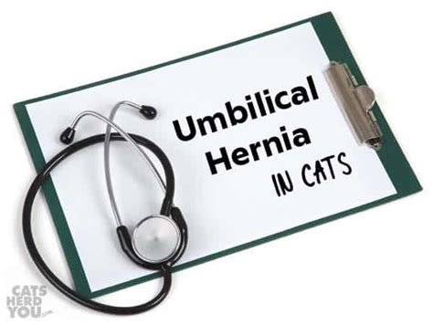 Umbilical Hernias In Cats Cats Herd You