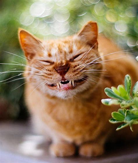 12 Cats With The Biggest Smiles Smiling Cat Smiling