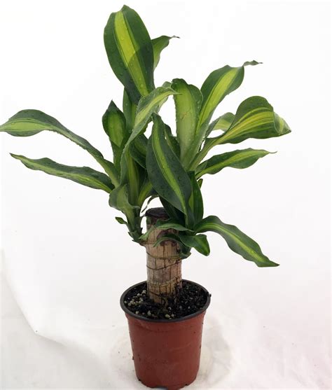 Creme And Green Corn Plant Dracaena 4 Pot Easy To